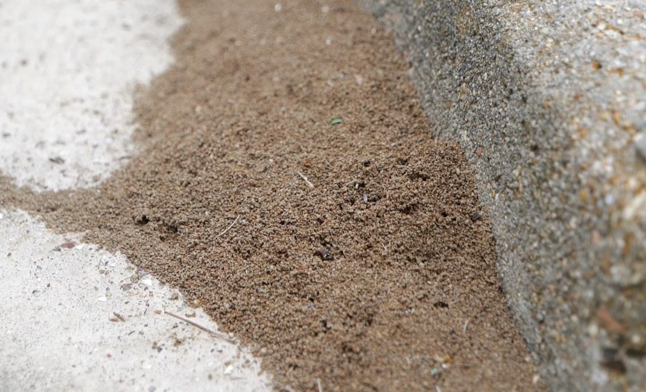 Get It Growing: It’s time to control fire ants
